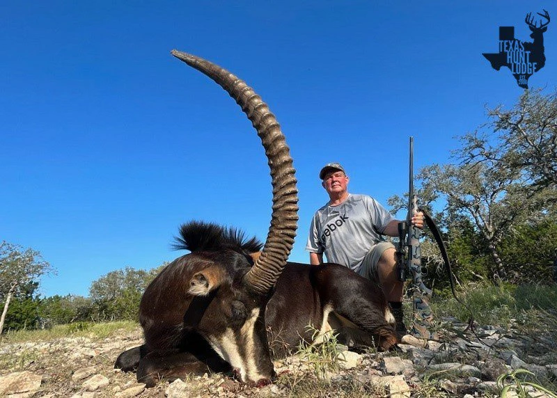 trophy sable antelope harvest in Texas Hill Country