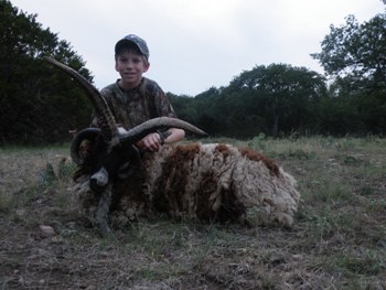 4 Horned Jacob Sheep Hunting