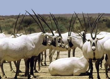 Arabian Oryx Hunting