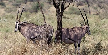 Beisa Oryx Hunting
