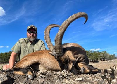 Hybrid Ibex Hunting