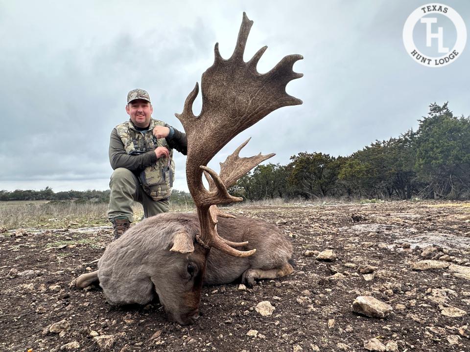 Fallow Deer Hunting