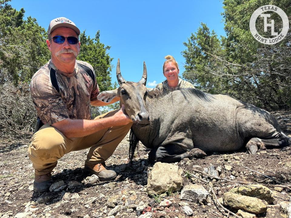 Nilgai Antelope Hunting