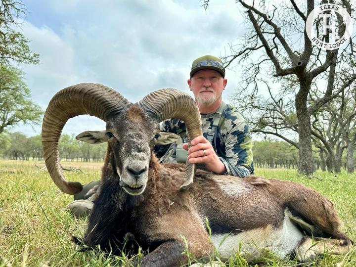 Mouflon Hunting