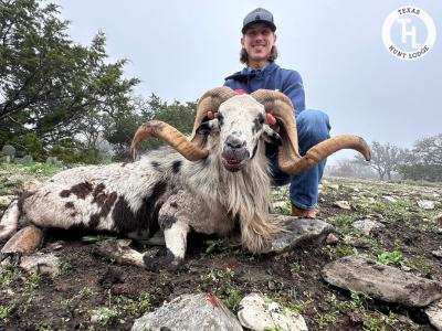 Painted Desert Ram Hunting