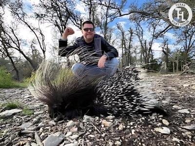 African Porcupine Hunt