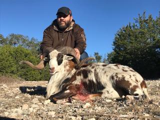 Painted Desert Ram Hunting