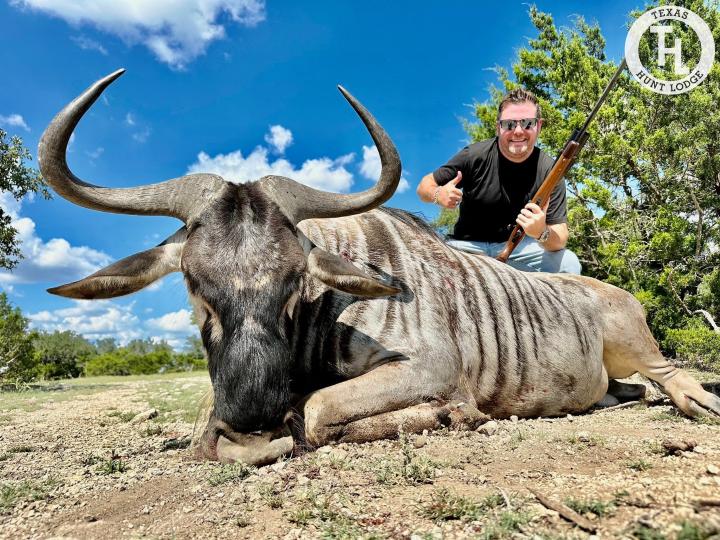 White Bearded Wildebeest Hunting