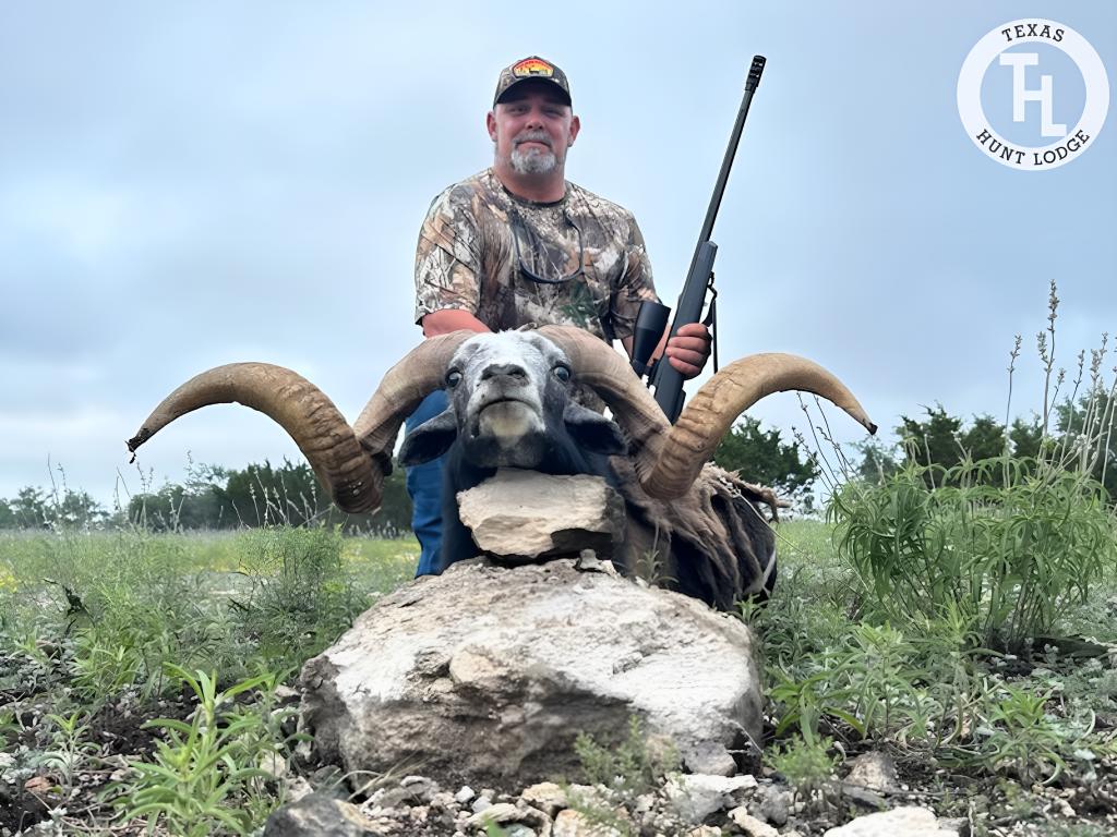 Black Hawaiian Ram Hunting