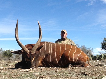 Bongo Antelope Hunting