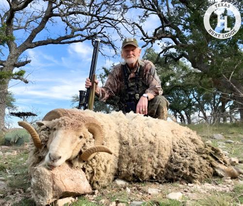 Merino Ram Hunting