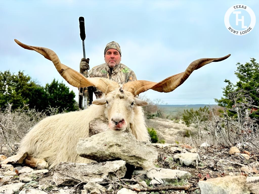 Racka Sheep Hunting