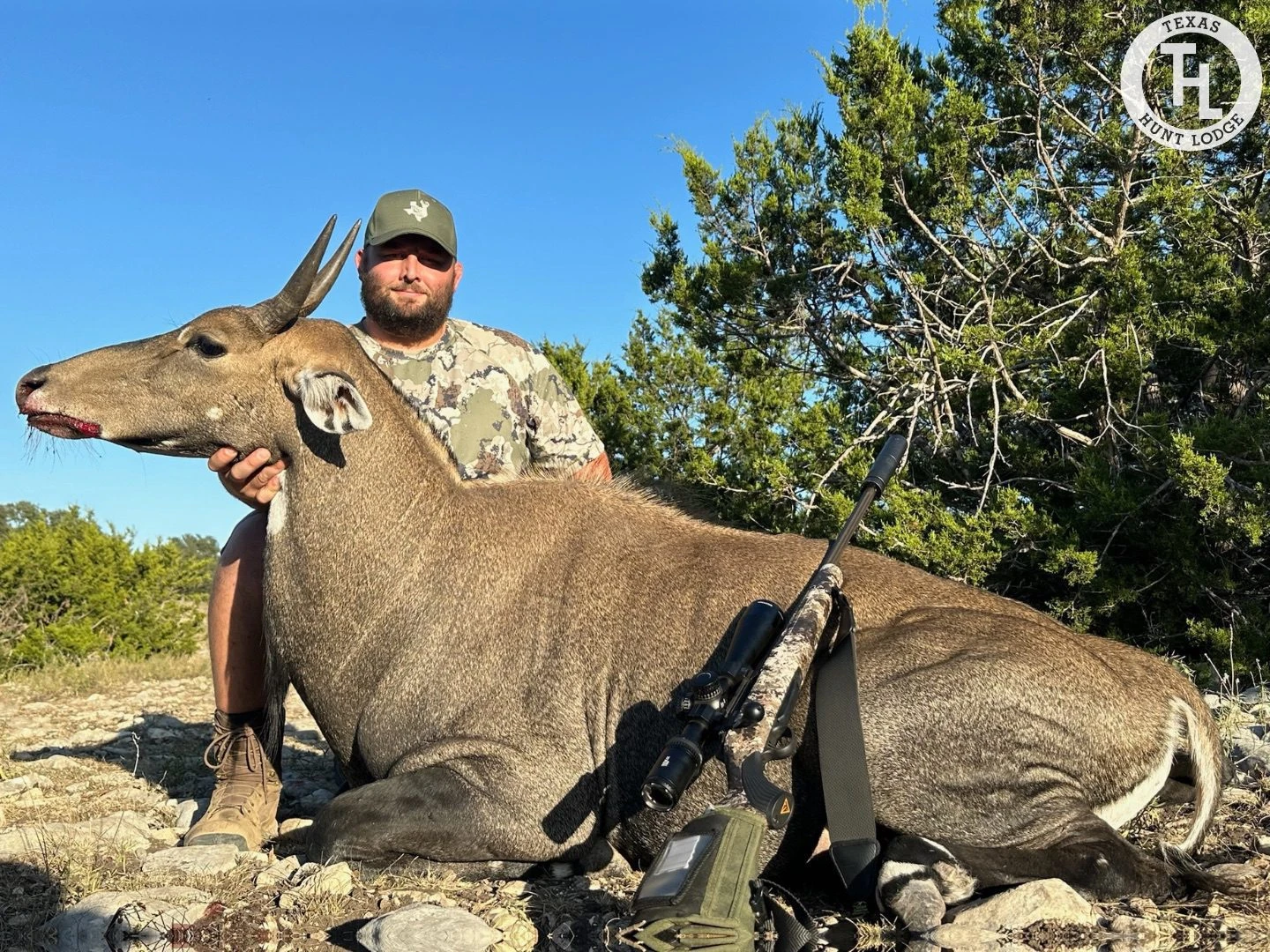 Texas guided nilgai hunting 