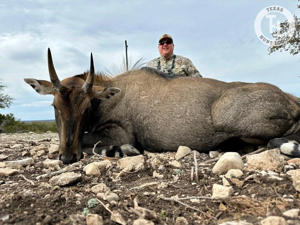 Nilgai hunting in Texas Hill Country with Texas Hunt Lodge