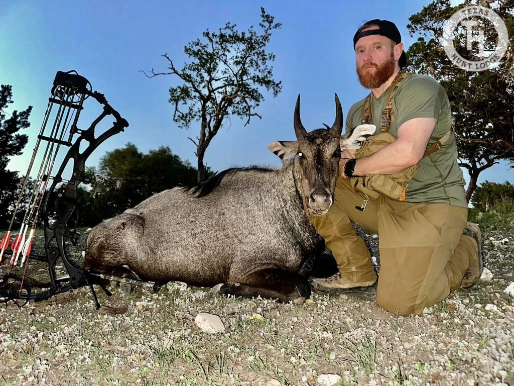 archery nilgai hunt with Texas Hunt Lodge