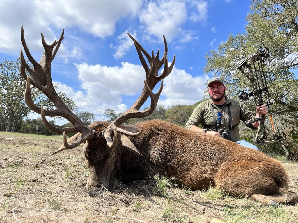 Bowhunter posing proudly with a mature red stag on grassy terrain