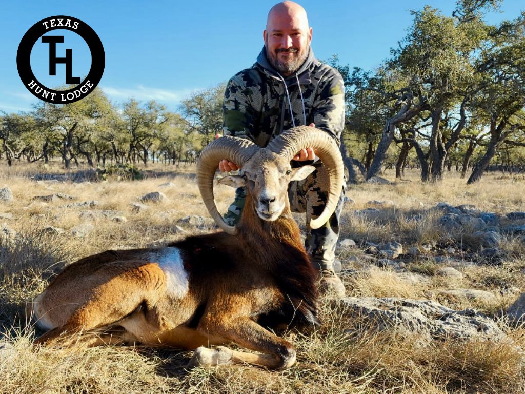 Mouflon Ram harvested at Texas Hunt Lodge, January 2026