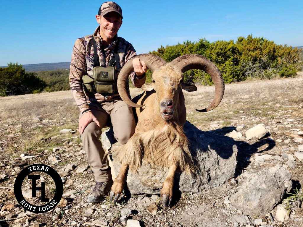 Trophy Aoudad hunt at Texas Hunt Lodge, January 2026