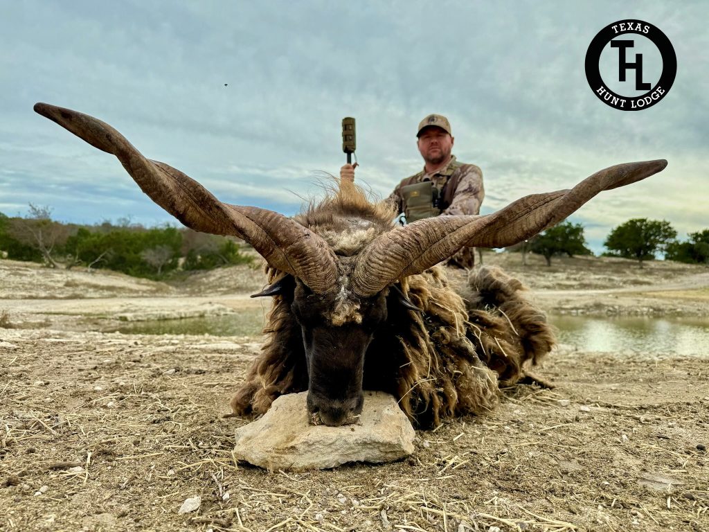 Racka Sheep harvested at Texas Hunt Lodge, January 2026