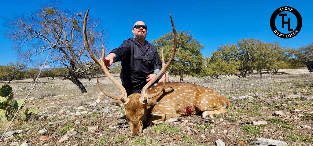 Trophy axis deer hunting at Texas Hunt Lodge in the Texas Hill Country