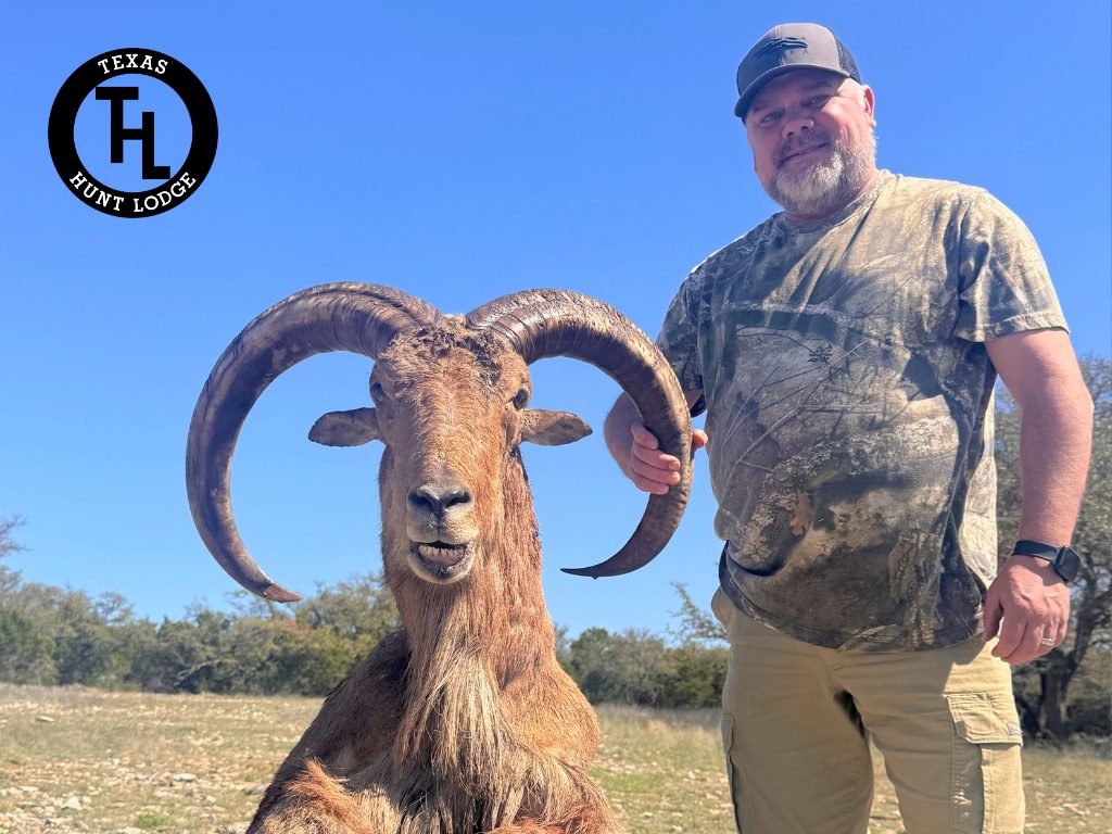 Aoudad ram trophy taken on a guided Texas hunt at Texas Hunt Lodge