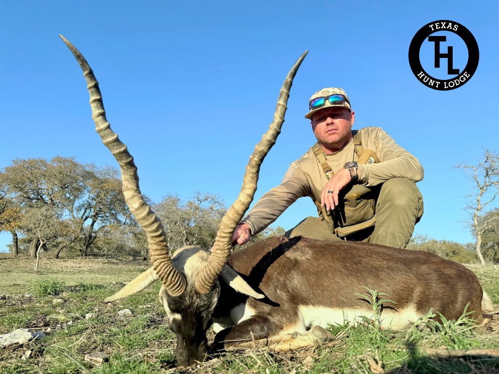 Record-class blackbuck antelope trophy taken on a guided Texas hunt at Texas Hunt Lodge