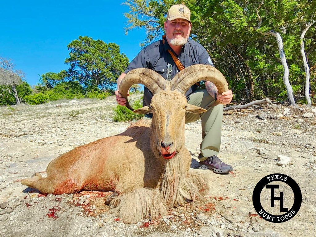 Aoudad ram trophy taken on a guided Texas hunt at Texas Hunt Lodge