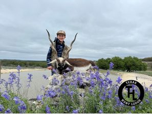 Trophy Blackbuck Antelope harvested at Texas Hunt Lodge in the Texas Hill Country - April 2026