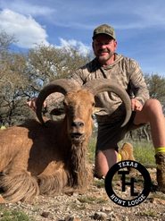 Aoudad Ram harvested on a guided Texas Hunt Lodge hunt - April 2026