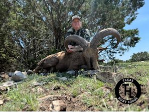 Trophy Aoudad Sheep taken at Texas Hunt Lodge in the Texas Hill Country - April 2026