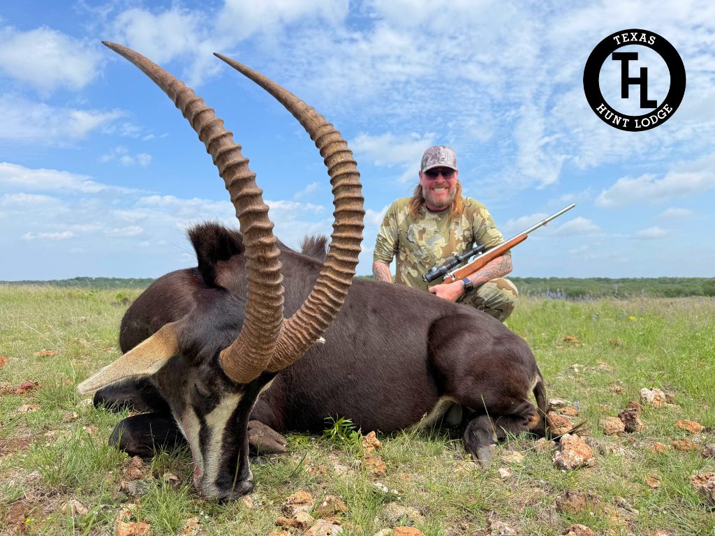 Trophy Sable Antelope harvested at Texas Hunt Lodge — premium African species in Texas, April 2026