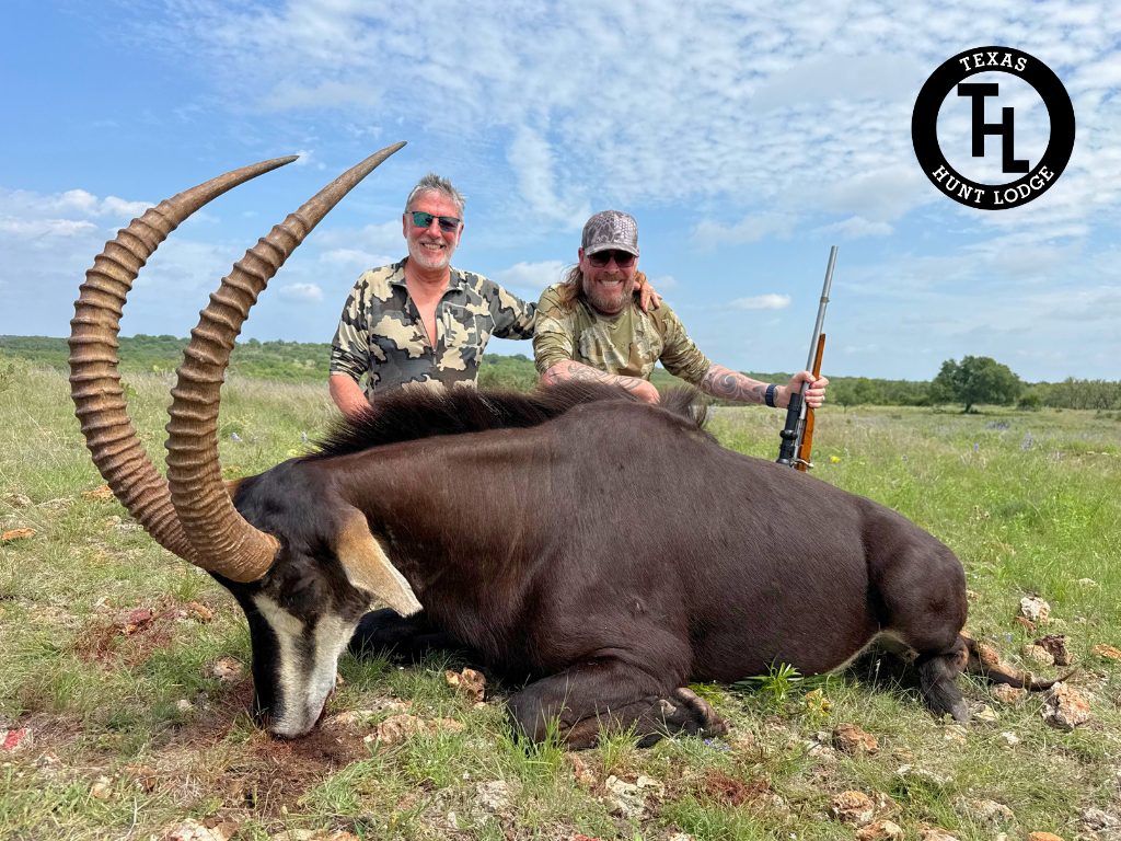 Sable Antelope trophy harvested on a Texas Hunt Lodge African plains game hunt - April 2026