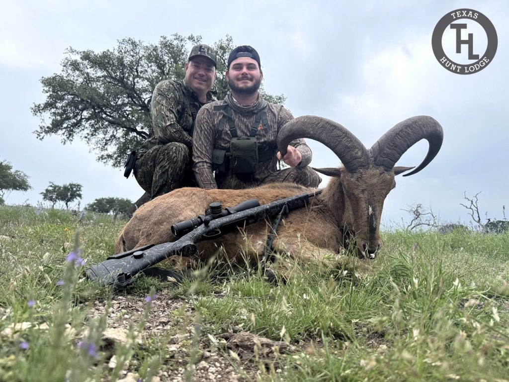 Trophy Class Aoudad ram taken at Texas Hunt Lodge in Ingram, Texas, May 2026