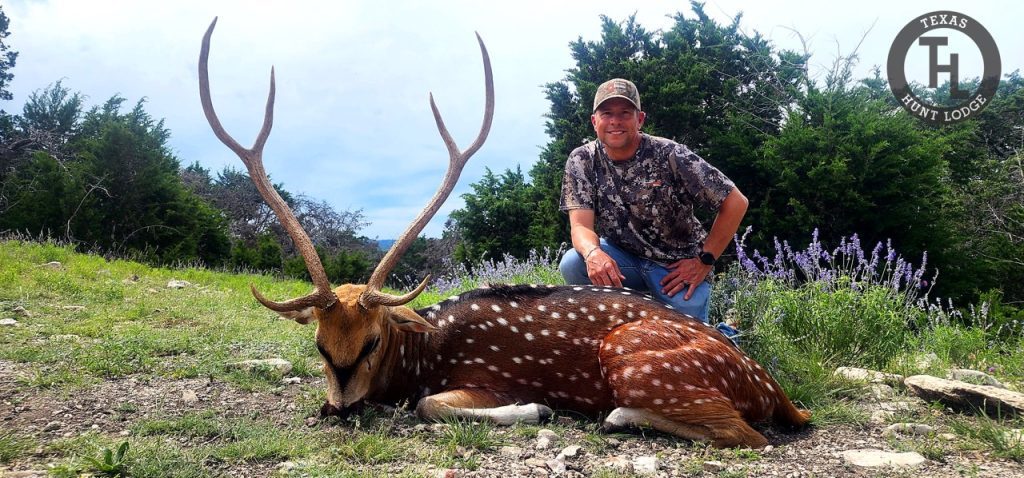Trophy Class Axis buck taken at Texas Hunt Lodge, Texas Hill Country, May 2026